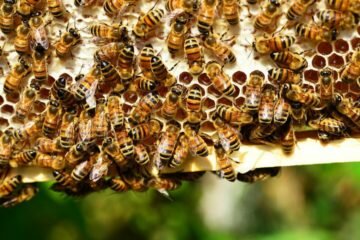 Projekt Včely do Brna zahájen